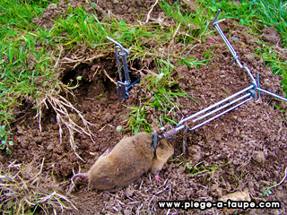 Piège à campagnoles - Spécialiste du piege a taupe